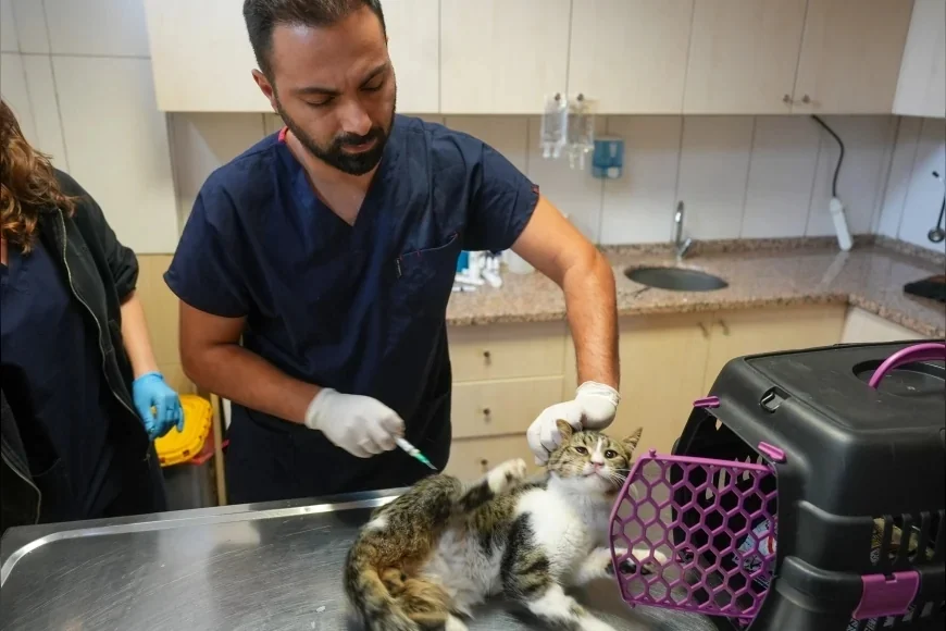 Maltepe Belediyesi Veteriner İşleri Müdürlüğü Sahipsiz Hayvanlara Ücretsiz Tedavi Sunuyor: “Günde Yaklaşık 130 Kedi ve Köpeğe Hizmet Veriyoruz”