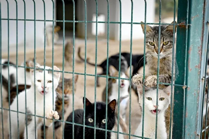Mersin Büyükşehir Belediyesi 2019’dan Bu Yana 11 Bin 29 Kedi ve Köpeği Sahiplendirdi