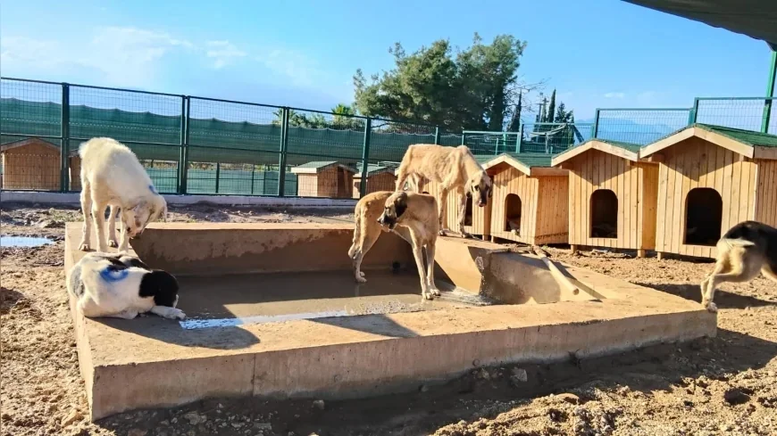Mersin Akdeniz Belediyesi Hayvan Barınağında Yağış Sonrası İyileştirme Çalışmaları Başlattı