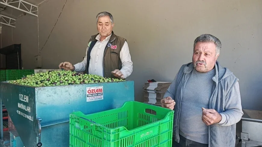Aydın Karacasu’da Zeytin Üreticilerinden Feryat: “Maliyetler 30 TL’yi Geçti, Zeytini 20 TL’ye Satarsak Batarız”