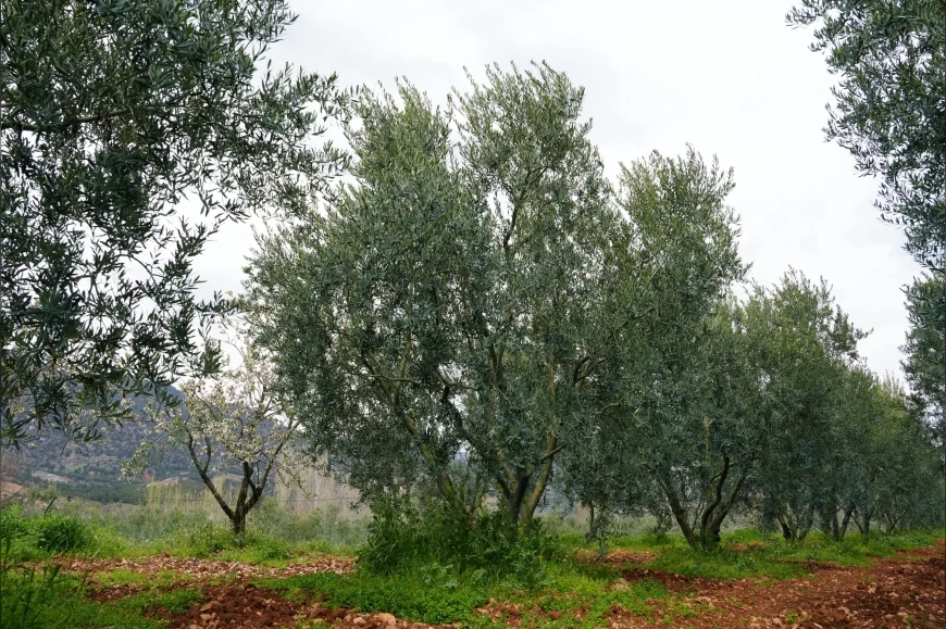 ESKİŞEHİR BÜYÜKŞEHİR BELEDİYESİNİN ÖDÜLLÜ DORLİON ZEYTİNYAĞINDA ERKEN HASAT TAMAMLANDI