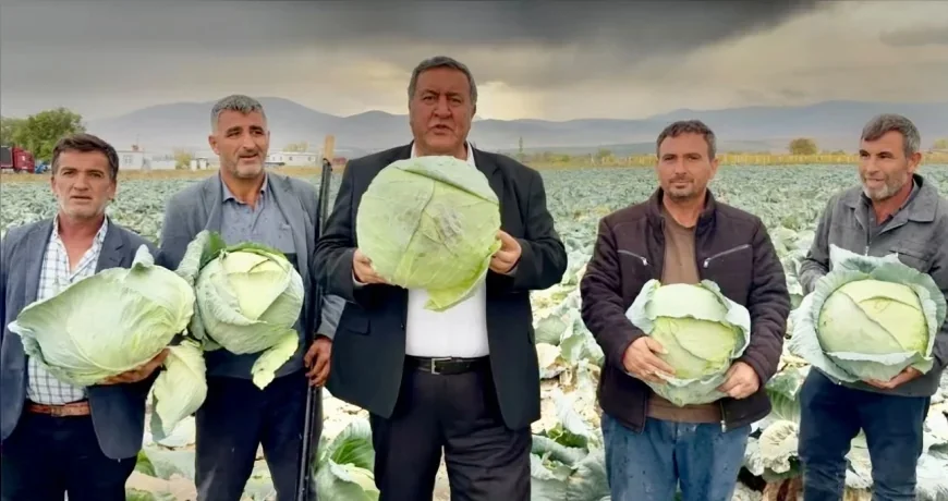 CHP Niğde Milletvekili Ömer Fethi Gürer: “Lahana tarlada kaldı, çiftçi artan maliyetler karşısında zarar ediyor”